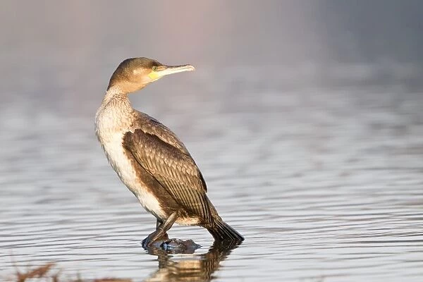 Great Cormorant -Phalacrocorax carbo- standing on a floating piece of wood in the water, North Hesse, Hesse, Germany