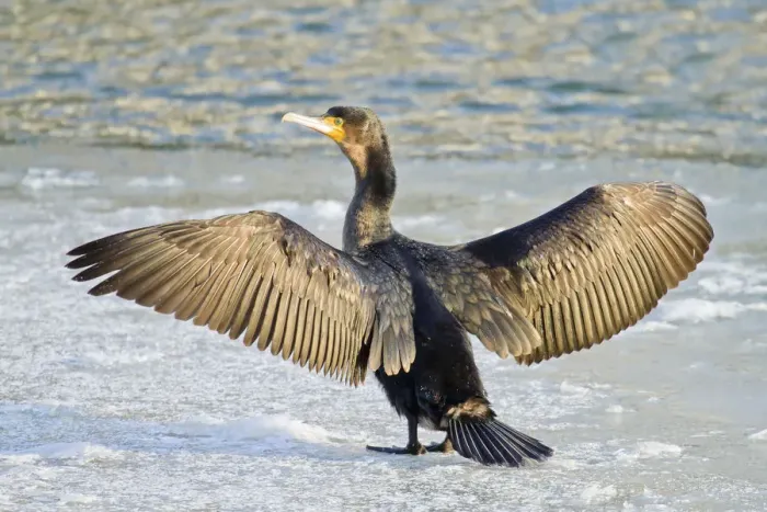 Framed Print : Great Cormorant -Phalacrocorax carbo- standing with outstretched wings on ice, North Hesse, Hesse, Germany Framed Print : Great Cormorant -Phalacrocorax carbo- standing with outstretched wings on ice, North Hesse, Hesse, Germany
