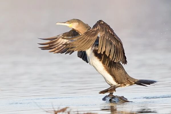 Great Cormorant -Phalacrocorax carbo- with its wings spread, North Hesse, Hesse, Germany