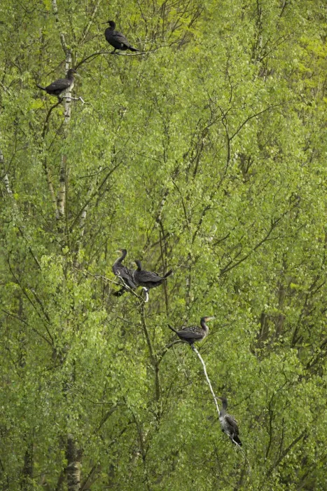 Framed Print : Great Cormorants or Great Black Cormorants -Phalacrocorax carbo- perched on a tree, Oesinghausen, Bergisches Land, North Rhine-Westphalia, Germany Framed Print : Great Cormorants or Great Black Cormorants -Phalacrocorax carbo- perched on a tree, Oesinghausen, Bergisches Land, North Rhine-Westphalia, Germany