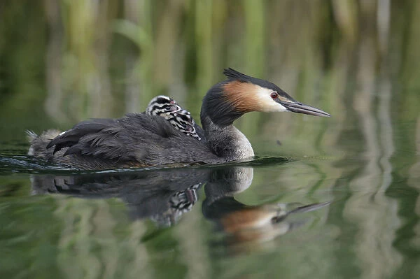 Great Crested Grebe -Podiceps cristatus-, adult bird with chicks on its back on a lake, Mecklenburg-Western Pomerania, Germany