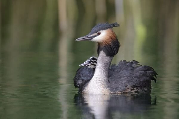 Great Crested Grebe -Podiceps cristatus-, adult bird with chicks in its plumage on a lake, Mecklenburg-Western Pomerania, Germany