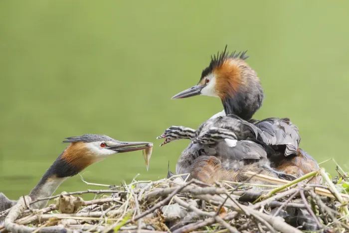 Framed Print : Great Crested Grebe -Podiceps cristatus-, feeding a chick at the nest, North Hesse, Hesse, Germany Framed Print : Great Crested Grebe -Podiceps cristatus-, feeding a chick at the nest, North Hesse, Hesse, Germany