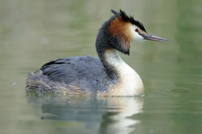Framed Print : Great Crested Grebe -Podiceps cristatus- Framed Print : Great Crested Grebe -Podiceps cristatus-