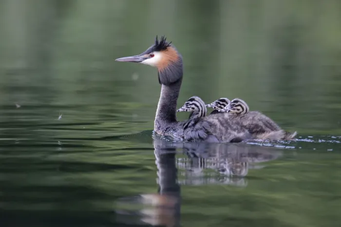 Framed Print : Great Crested Grebe -Podiceps cristatus-, adult bird with chicks on its back on a lake, Mecklenburg-Western Pomerania, Germany Framed Print : Great Crested Grebe -Podiceps cristatus-, adult bird with chicks on its back on a lake, Mecklenburg-Western Pomerania, Germany