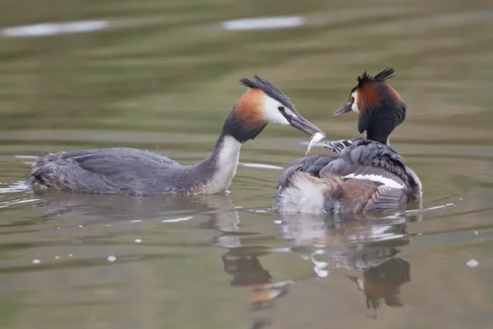 Framed Print : Great Crested Grebe -Podiceps cristatus-, family, feeding chick in plumage, North Hesse, Hesse, Germany