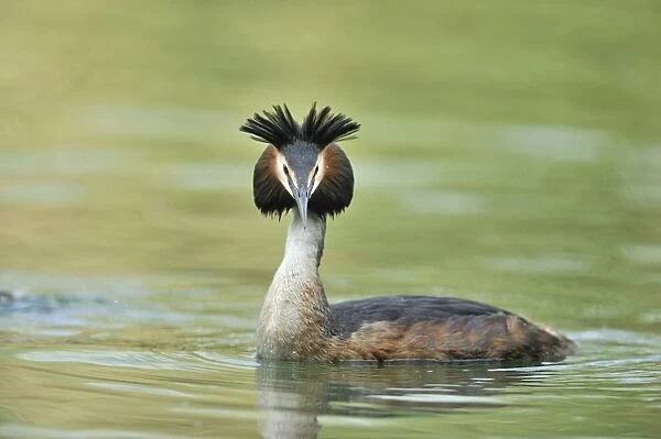 Great Crested Grebe -Podiceps cristatus-, with raised crest