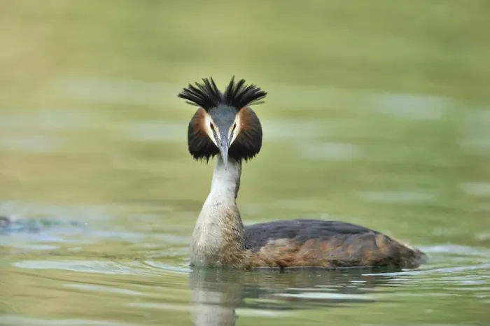 Framed Print : Great Crested Grebe -Podiceps cristatus-, with raised crest Framed Print : Great Crested Grebe -Podiceps cristatus-, with raised crest