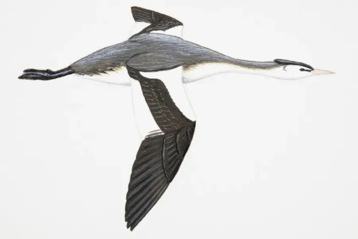 Framed Print : Great Crested Grebe (Podiceps cristatus), adult, winter Framed Print : Great Crested Grebe (Podiceps cristatus), adult, winter