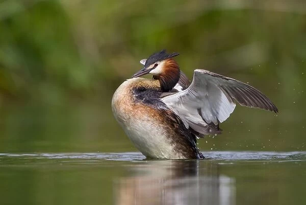 Great Crested Grebe (Podiceps cristatus) beating its wings, North Hesse, Hesse, Germany