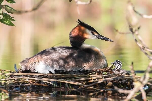 Great Crested Grebe (Podiceps cristatus) with chick on the nest, North Hesse, Hesse