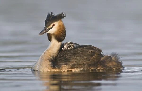 Great Crested Grebe (Podiceps cristatus) with chick on back