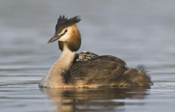 Framed Print : Great Crested Grebe (Podiceps cristatus) with chick on back
