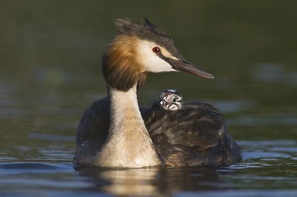 Great Crested Grebe (Podiceps cristatus) with chick on back