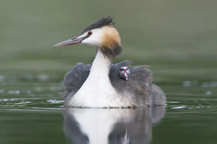 Framed Print : Great Crested Grebe (Podiceps cristatus) with chick on back