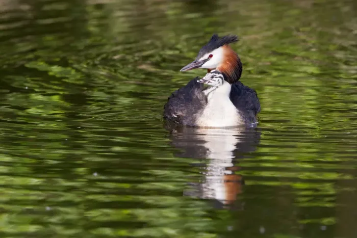 Framed Print : Great Crested Grebe -Podiceps cristatus- with chick in plumage, North Hesse, Hesse, Germany Framed Print : Great Crested Grebe -Podiceps cristatus- with chick in plumage, North Hesse, Hesse, Germany
