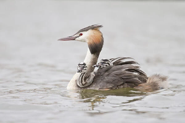 Great Crested Grebe -Podiceps cristatus- with two chicks in plumage, North Hesse, Hesse, Germany