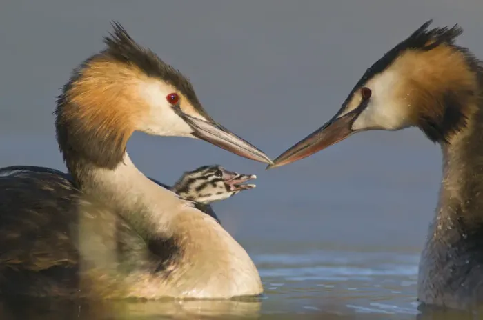 Framed Print : Great Crested Grebe (Podiceps cristatus) feeding chick