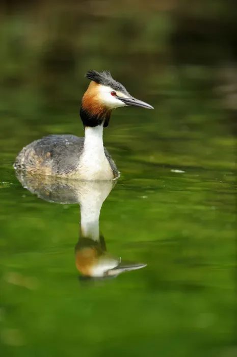 Framed Print : Great Crested Grebe (Podiceps cristatus) with its reflection Framed Print : Great Crested Grebe (Podiceps cristatus) with its reflection