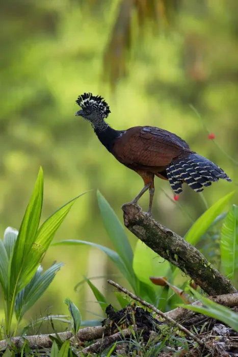 Framed Print : Great Curassow (Crax rubra) Framed Print : Great Curassow (Crax rubra)