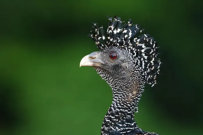 Framed Print : Great Curassow (Crax rubra) Costa Rica Framed Print : Great Curassow (Crax rubra) Costa Rica