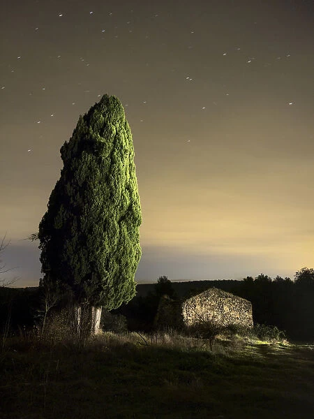 Great cypress of more than hundred years close to a farmhouse in ruins in the field