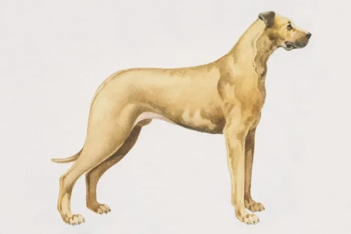 Framed Print : Great Dane (canis familiaris), side view Framed Print : Great Dane (canis familiaris), side view