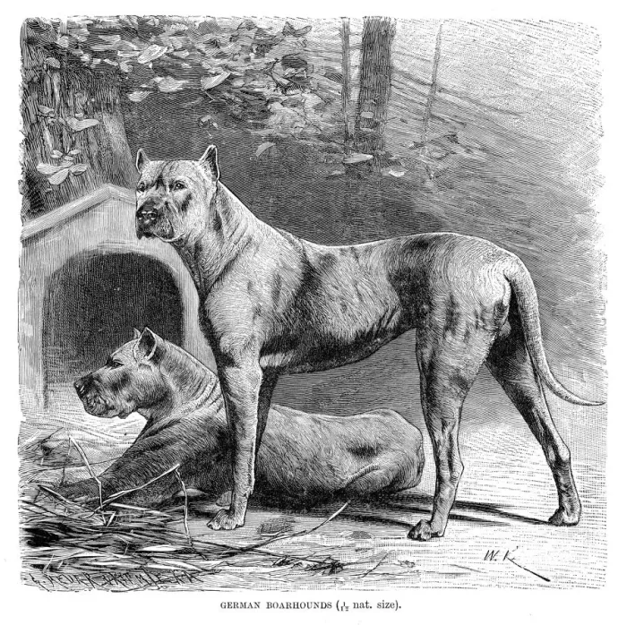 Framed Print : Great dane engraving 1894 Framed Print : Great dane engraving 1894