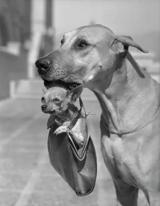 Framed Print : Great Dane Holding Chihuahua in Purse Framed Print : Great Dane Holding Chihuahua in Purse