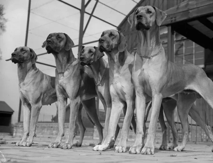 Framed Print : Great Danes Framed Print : Great Danes