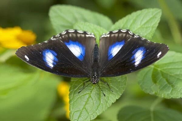 Great eggfly, blue moon butterfly -Hypolimnas bolina-, male, Phuket, Thailand, Southeast Asia, Asia