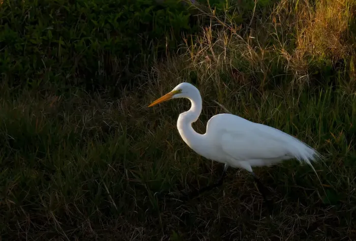 Framed Print : Great Egret Framed Print : Great Egret