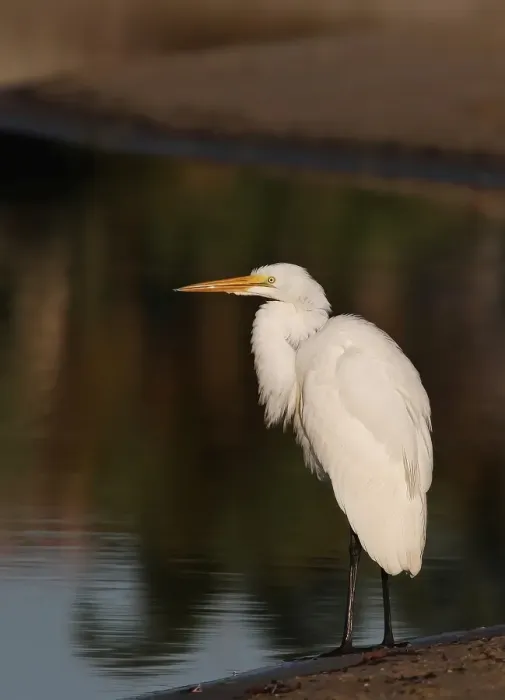 Framed Print : Great Egret Framed Print : Great Egret