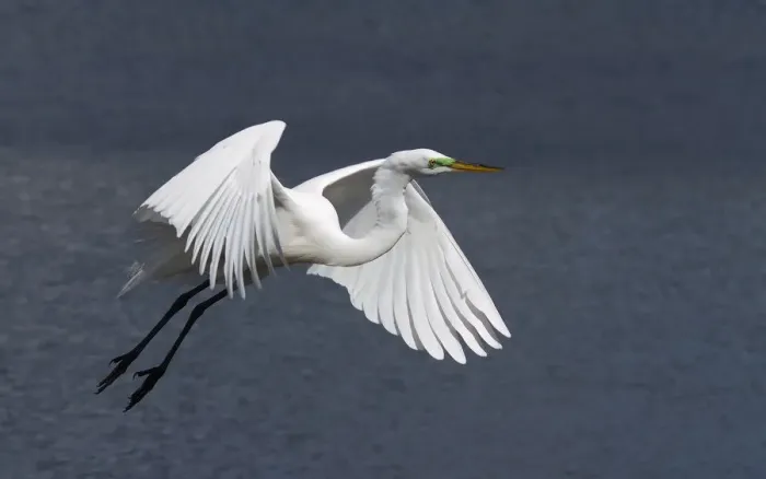 Framed Print : Great Egret Framed Print : Great Egret