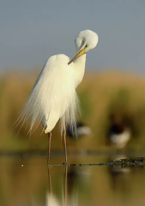 Framed Print : Great Egret (Ardea alba), adult bird in breeding plumage, preening, Kiskunsag National Park, Southeastern Hungary, Hungary