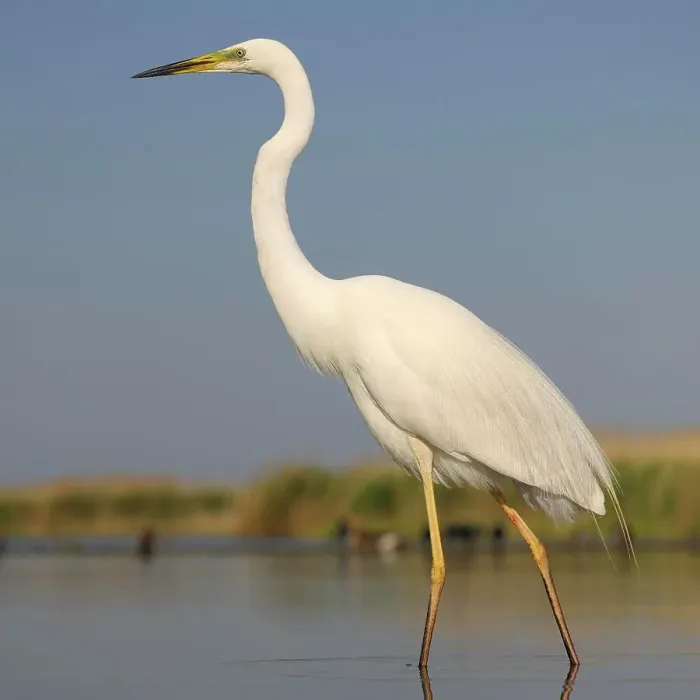 Framed Print : Great Egret (Ardea alba), adult bird in breeding plumage, foraging for food, Kiskunsag National Park, Southeastern Hungary, Hungary Framed Print : Great Egret (Ardea alba), adult bird in breeding plumage, foraging for food, Kiskunsag National Park, Southeastern Hungary, Hungary