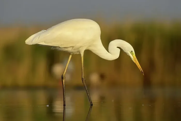 Framed Print : Great Egret (Ardea alba), adult bird in breeding plumage, foraging for food, Kiskunsag National Park, Southeastern Hungary, Hungary Framed Print : Great Egret (Ardea alba), adult bird in breeding plumage, foraging for food, Kiskunsag National Park, Southeastern Hungary, Hungary