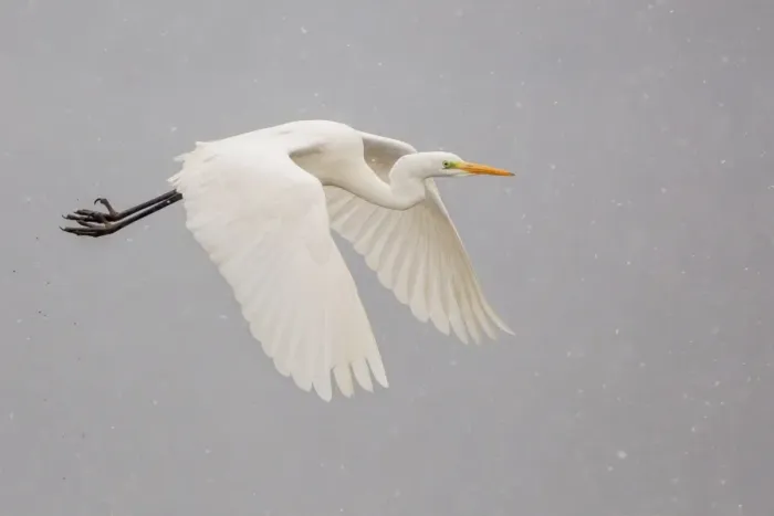 Framed Print : Great Egret -Ardea alba-, in flight, Lower Saxony, Germany Framed Print : Great Egret -Ardea alba-, in flight, Lower Saxony, Germany