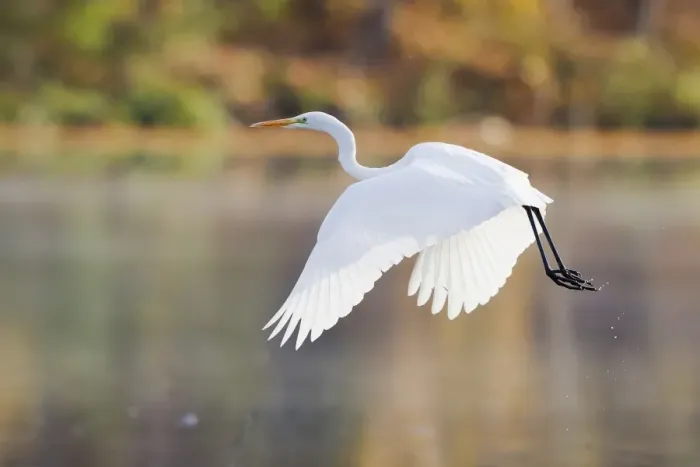 Framed Print : Great Egret -Ardea alba-, in flight, North Hesse, Hesse, Germany