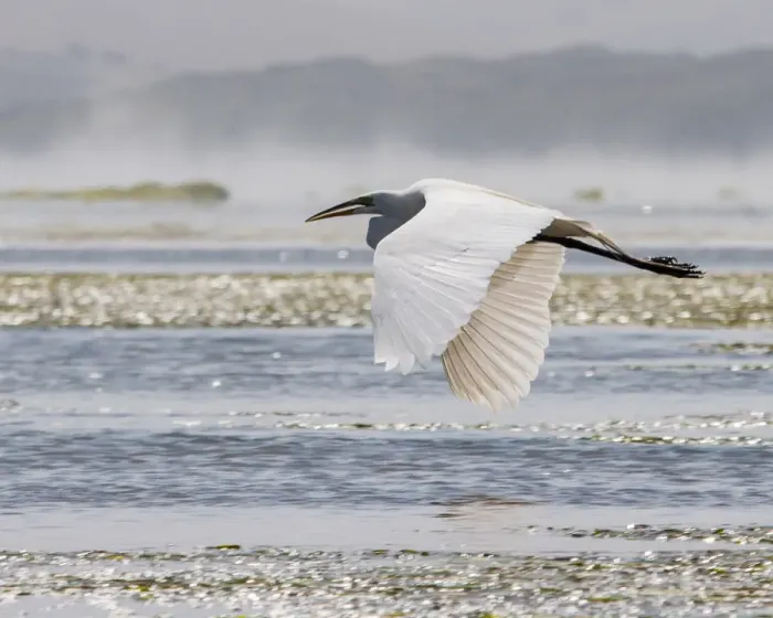 Framed Print : Great Egret (Ardea alba) in flight Framed Print : Great Egret (Ardea alba) in flight