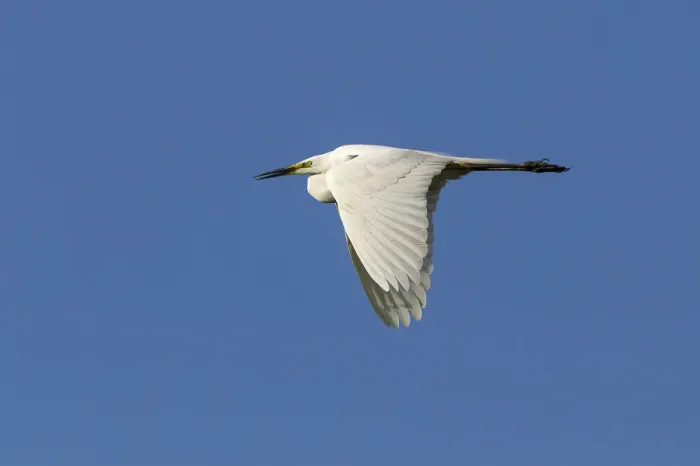 Framed Print : Great Egret -Ardea alba-, in flight against a blue sky, North Hesse, Hesse, Germany Framed Print : Great Egret -Ardea alba-, in flight against a blue sky, North Hesse, Hesse, Germany