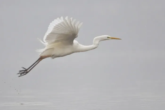Framed Print : Great Egret -Ardea alba-, in flight during snowfall, North Hesse, Hesse, Germany Framed Print : Great Egret -Ardea alba-, in flight during snowfall, North Hesse, Hesse, Germany