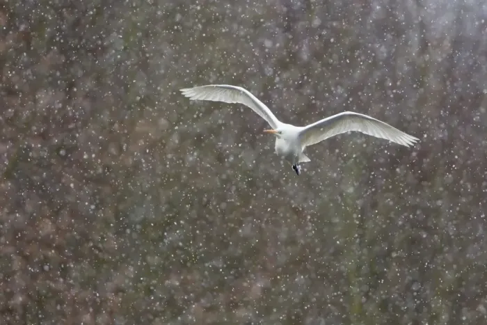 Framed Print : Great Egret -Ardea alba-, in flight during snowfall, North Hesse, Hesse, Germany Framed Print : Great Egret -Ardea alba-, in flight during snowfall, North Hesse, Hesse, Germany