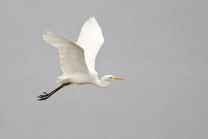Framed Print : Great Egret -Ardea alba- flying through falling snow, North Hesse, Hesse, Germany Framed Print : Great Egret -Ardea alba- flying through falling snow, North Hesse, Hesse, Germany