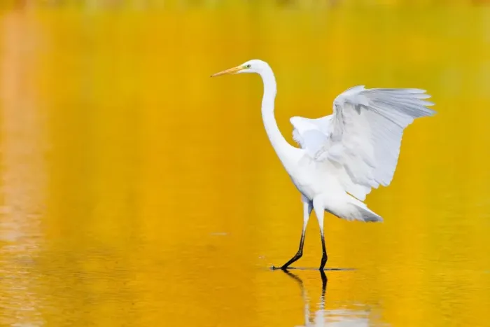 Framed Print : Great Egret -Ardea alba-, Hesse, Germany Framed Print : Great Egret -Ardea alba-, Hesse, Germany