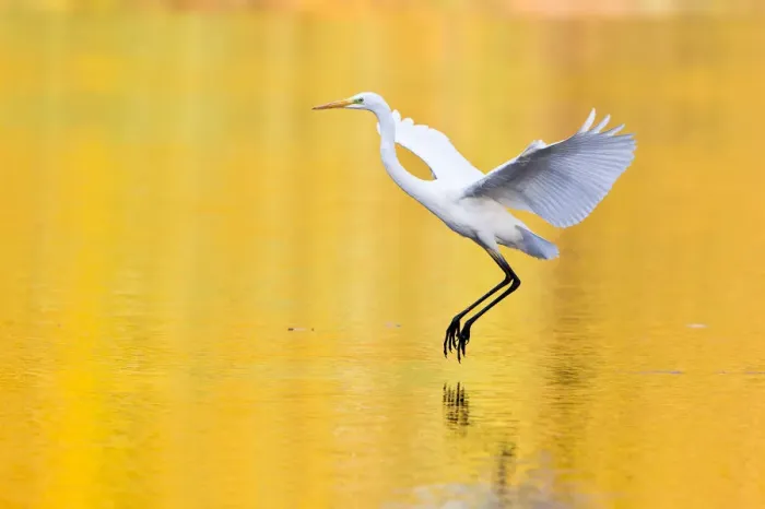 Framed Print : Great Egret -Ardea alba-, Hesse, Germany Framed Print : Great Egret -Ardea alba-, Hesse, Germany
