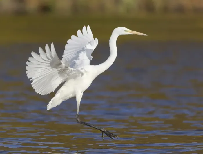 Framed Print : Great Egret -Ardea alba-, landing, North Hesse, Hesse, Germany Framed Print : Great Egret -Ardea alba-, landing, North Hesse, Hesse, Germany