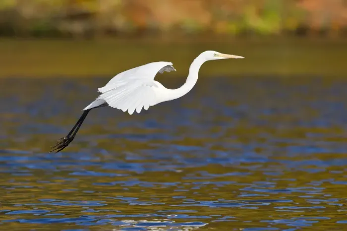 Framed Print : Great Egret -Ardea alba-, taking off, North Hesse, Hesse, Germany