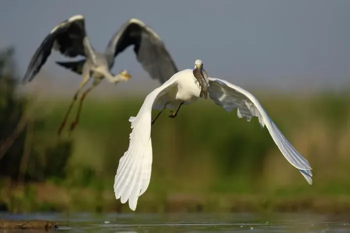 Framed Print : A Great Egret (Ardea alba), taking off with a fish in its beak, is followed by a Grey Heron (Ardea cinerea), Kiskunsag National Park, Southeastern Hungary, Hungary