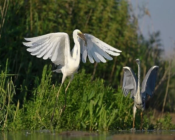 A Great Egret (Ardea alba), taking off with a fish in its beak, is followed by a Grey Heron (Ardea cinerea), Kiskunsag National Park, Southeastern Hungary, Hungary